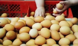 蛋仔最新爆料载具多少钱,神秘载具价格揭晓，心动不已！